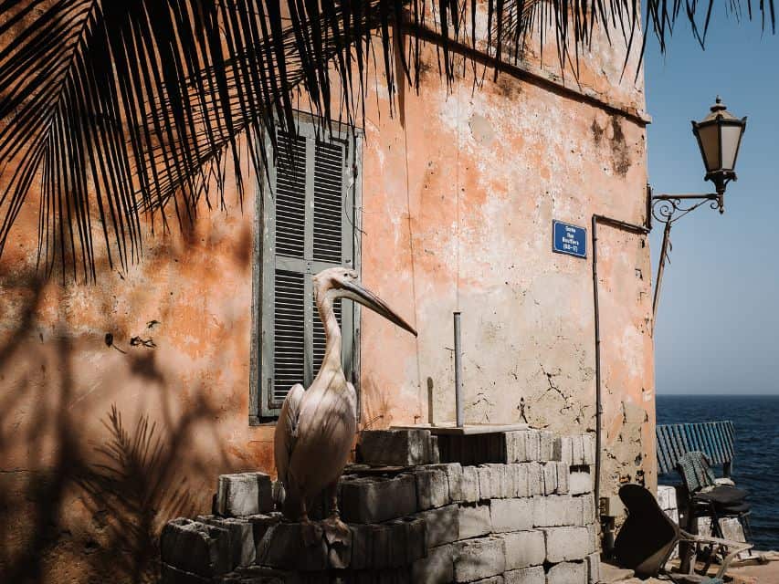 A peligan stands in the shade against an old colonial pink building