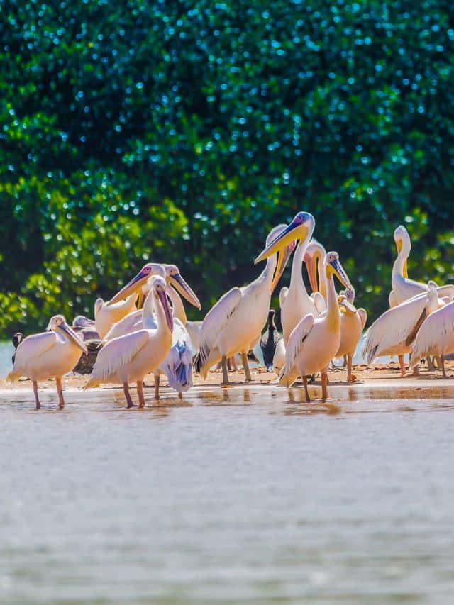 Djoudj Bird National Park