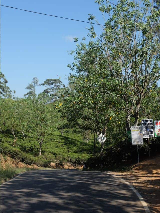 Quiet road lined with tea fields near Demodara in Ella