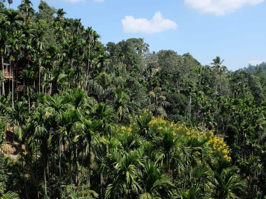 Palm-filled hillside scenery around Demodara in Sri Lanka