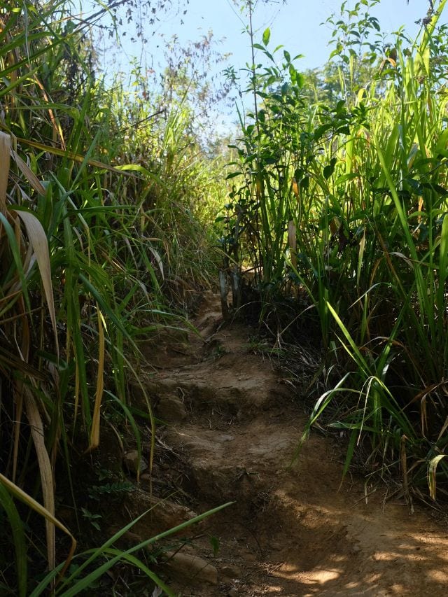 Dusty path cutting through tall grass on the climb during the Ella Rock hike.