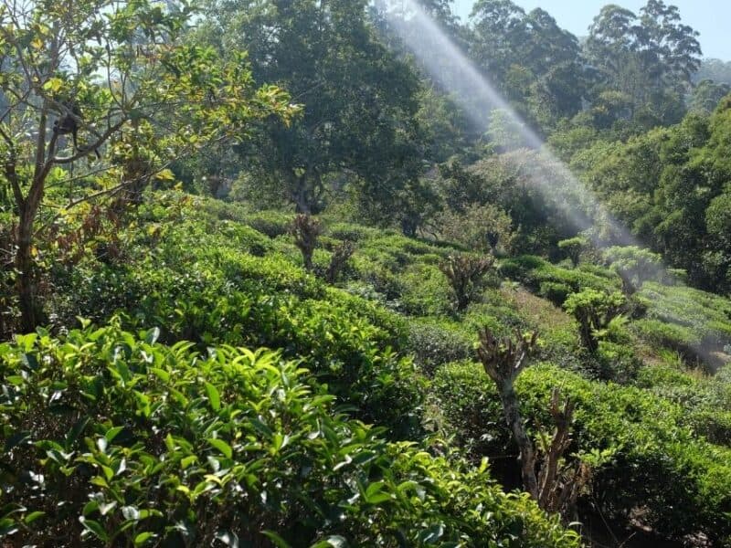 Morning light falling across bright green tea fields near Ella.