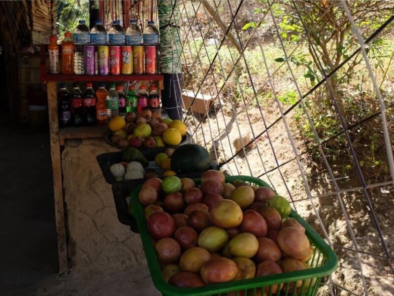 Small trail-side snack stall selling fruit and drinks on the way up the Ella Rock hike.