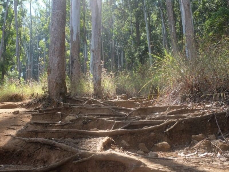 Root-covered steps climbing through eucalyptus forest on the steeper part of the Ella Rock hike.