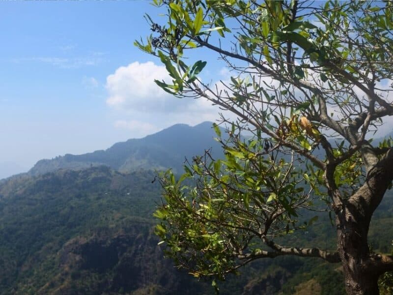 Mountain view framed by leafy branches from the viewpoint on the Ella Rock hike in Sri Lanka.
