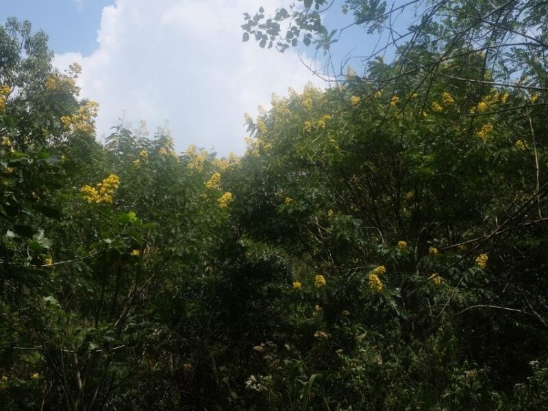 Yellow flowering trees and greenery on the trail near AMBA Estate outside Ella.