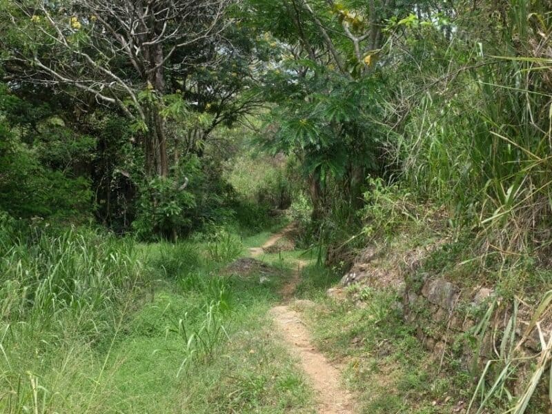Narrow path winding through greenery on the route towards the natural pools near AMBA Estate.