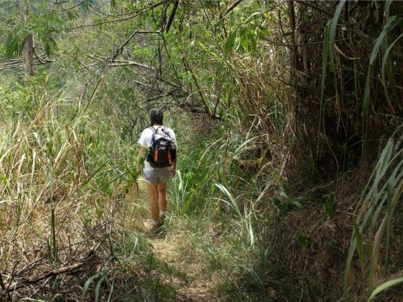 Traveller walking through tall grass on an overgrown trail towards the natural pools near AMBA Estate.