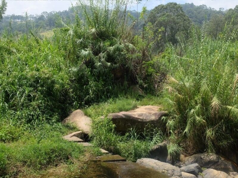 Small stream and rocks surrounded by tall grass near the natural pools below AMBA Estate.