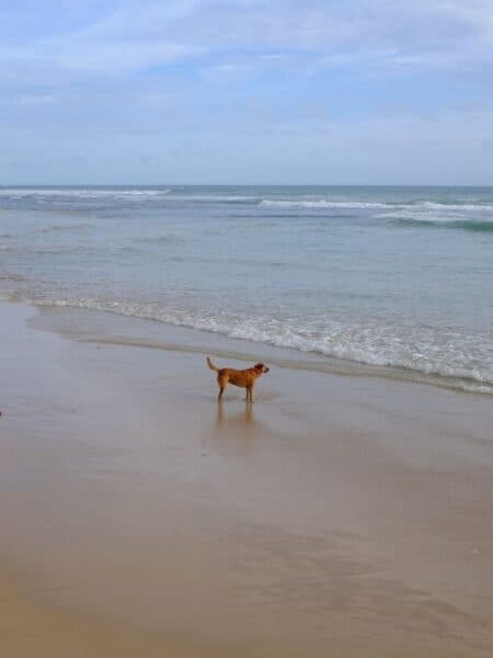 Dog walking along Kabalana Beach with waves in the background