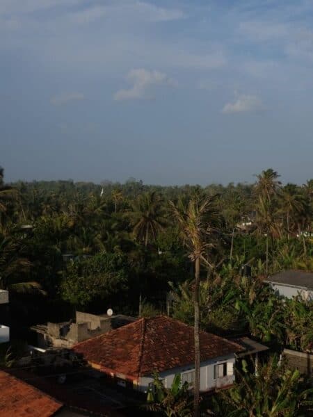 Palm trees and rooftops seen from accommodation near Ahangama