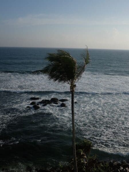 Windy palm tree and rocky surf break on Sri Lanka’s south coast