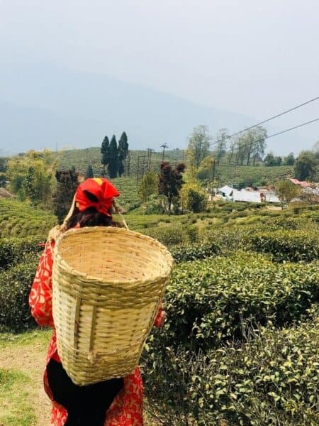 Tea estate worker carrying a basket through fields near Ahangama
