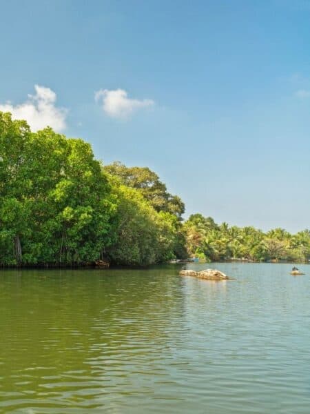 Calm water and mangroves on Koggala Lake near Ahangama