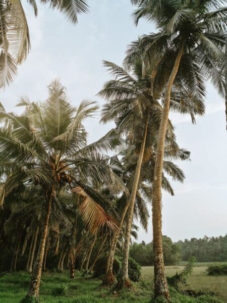 Tall palm trees and greenery near Ahangama, Sri Lanka