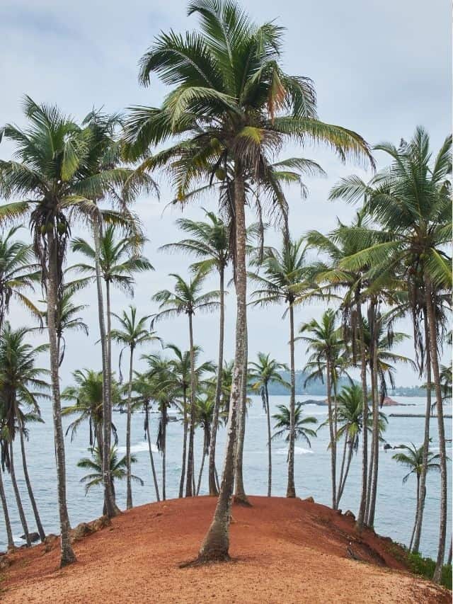 Coconut Tree Hill near Mirissa as an optional stop from Ahangama