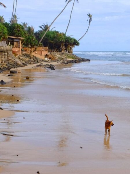 Quiet Ahangama beach with leaning palms and soft waves