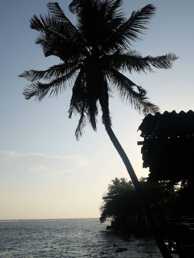Palm tree silhouette by the ocean on Sri Lanka’s south coast