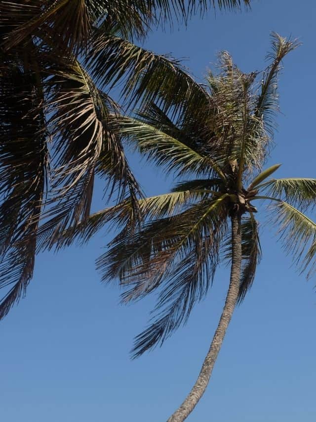 Tall palm tree above the beach in Ahangama on a sunny day.