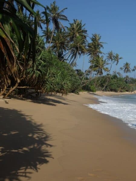 Quiet stretch of Dickwella Bay Beach with palm trees and golden sand