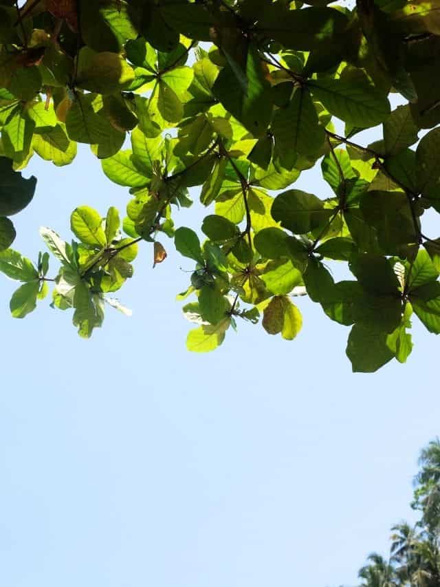 Green tropical leaves against a bright sky on Sri Lankaโs south coast