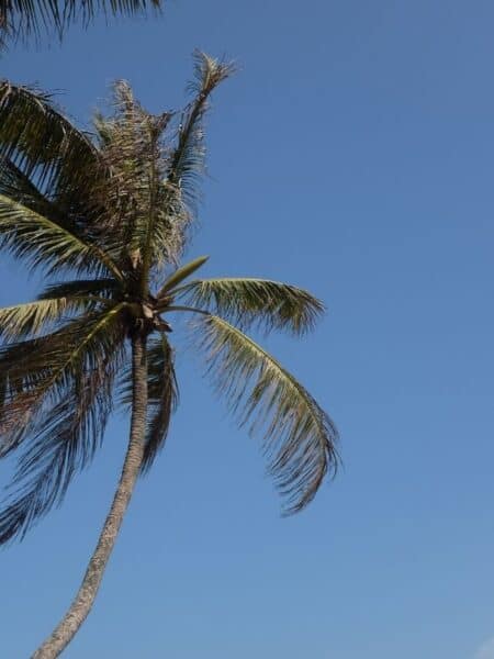 Palm tree against a clear blue sky on Sri Lanka’s south coast