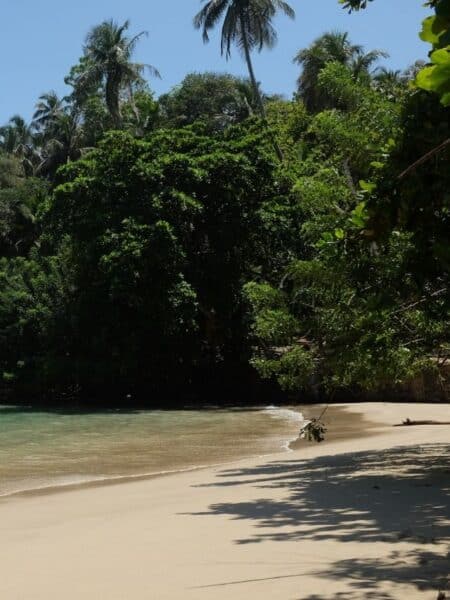 Quiet sandy beach with jungle and palm trees near Hiriketiya Beach Sri Lanka
