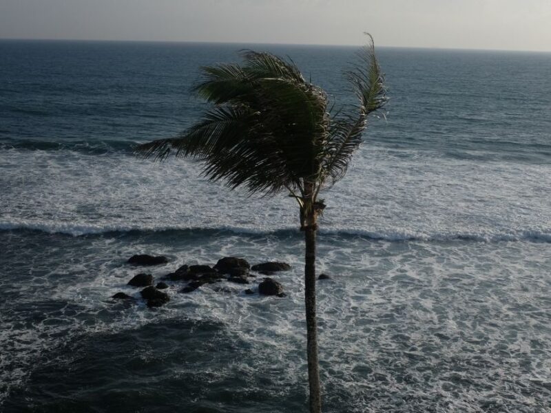 Windy palm tree above rough waves near Hiriketiya Beach Sri Lanka