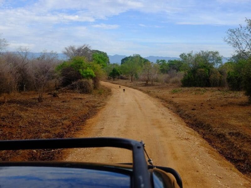 Dusty safari track through dry woodland in Udawalawe National Park with wildlife in the distance