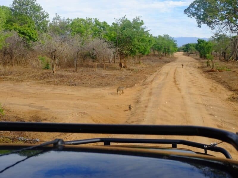 Ella to Udawalawe Safari jeep view along a dusty track with wildlife crossing the road ahead