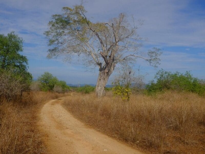 Large tree beside a dusty safari road in the dry landscape of Udawalawe National Park