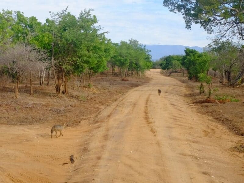 Dusty road through Udawalawe National Park with jackals walking ahead in the distance