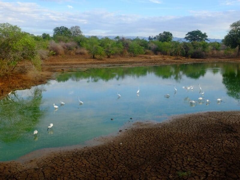 Ella to Udawalawe Safari waterhole with white birds standing in shallow water