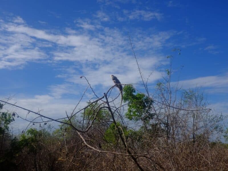 Lizard perched on bare branches against a blue sky in Udawalawe National Park