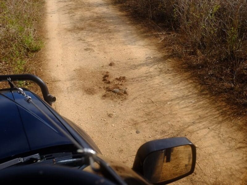 Safari jeep track in Udawalawe National Park with small wildlife signs on the dusty road