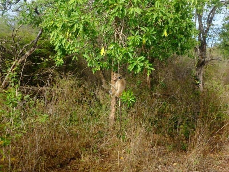 Grey langur monkey sitting in a green tree inside Udawalawe National Park