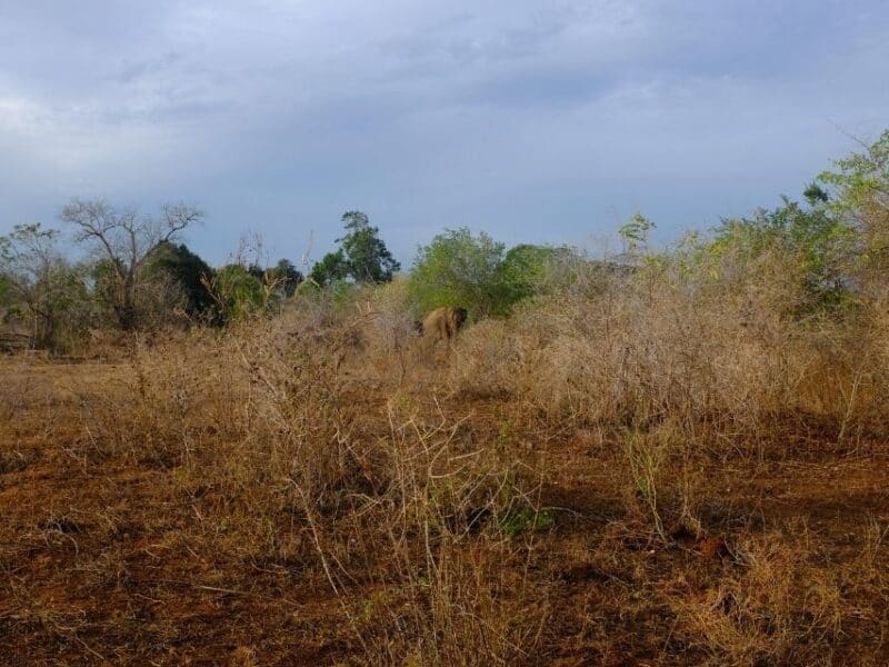 Elephant hidden behind dry bushes in Udawalawe National Park
