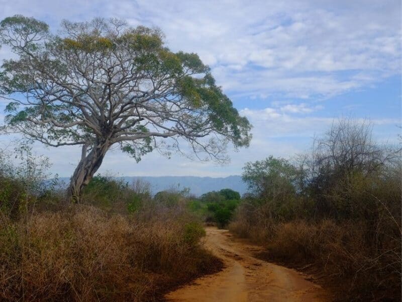 Ella to Udawalawe Safari route through dry forest and open scrubland in Sri Lanka