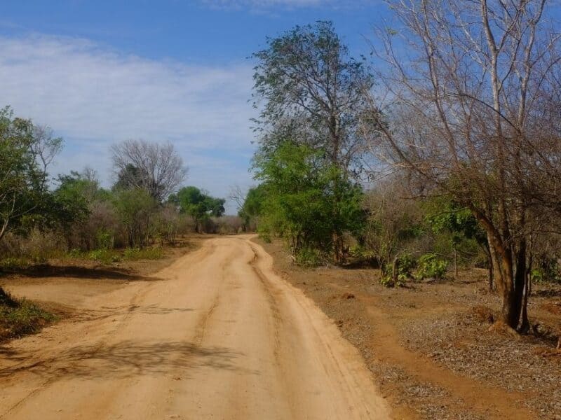 Dry woodland road inside Udawalawe National Park with blue sky and scrubland