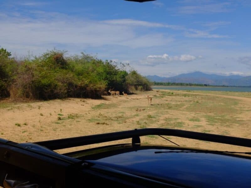Ella to Udawalawe Safari view of deer near the reservoir with mountains in the background