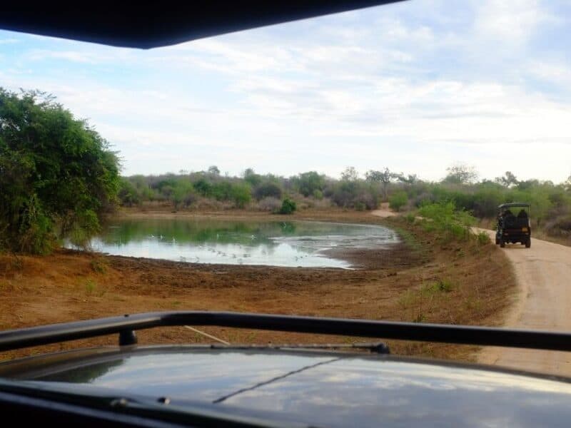 Ella to Udawalawe Safari jeep view beside a waterhole in Udawalawe National Park