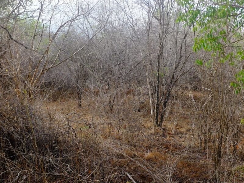 Dry scrubland and thorny woodland inside Udawalawe National Park during an Ella to Udawalawe Safari