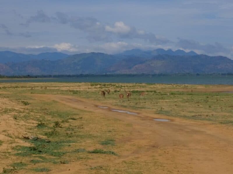 Deer grazing near Udawalawe Reservoir with mountains in the distance