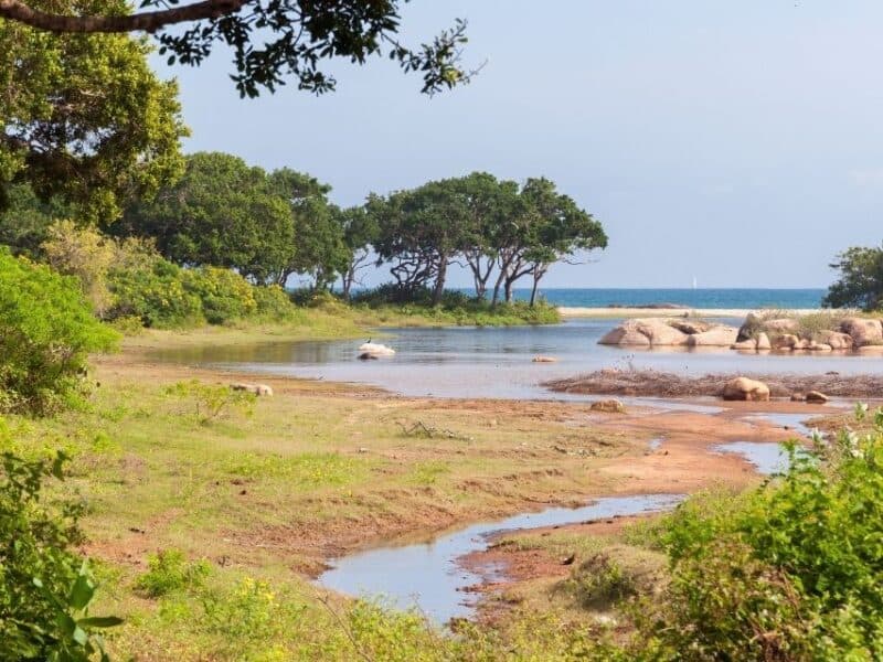 Waterhole and coastal-style landscape inside Yala National Park in Sri Lanka