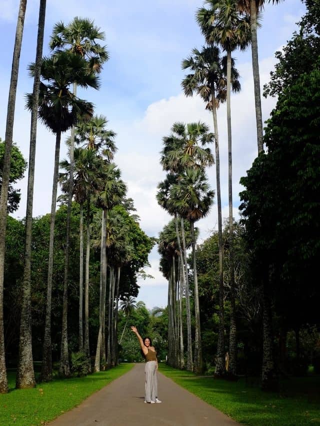Palm-lined avenue at the Royal Botanic Gardens in Kandy, a peaceful stop on a Sri Lanka 5 days itinerary.