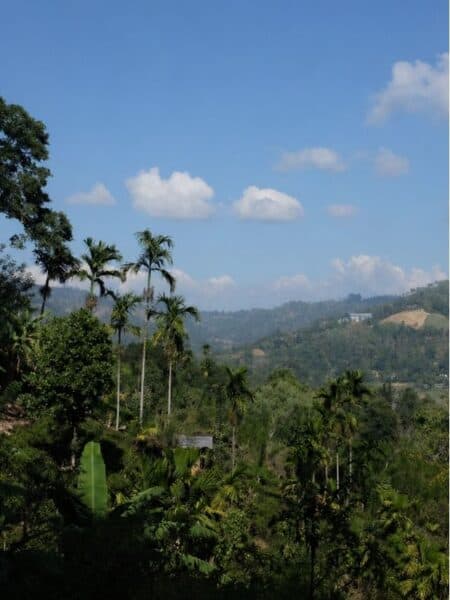 Lush green hill country views near Kandy, with palms, forest and distant mountain slopes.
