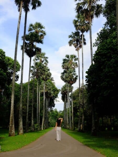 Tall palm avenue in Kandy’s Royal Botanic Gardens, a lovely stop for a Sri Lanka 5 days itinerary.