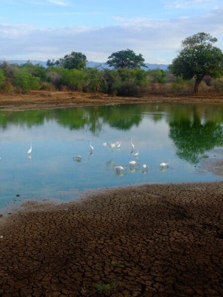 Wetland pool with white birds during a Sri Lanka safari stop on a Sri Lanka 5 days itinerary.