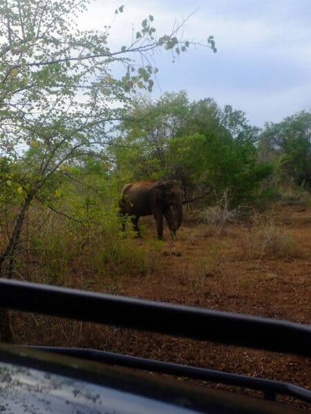 Elephant walking through dry bushland during an Udawalawe safari in Sri Lanka.