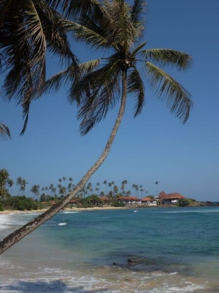 Dickwella Bay Beach with a leaning palm tree, turquoise water and soft waves in Sri Lanka.